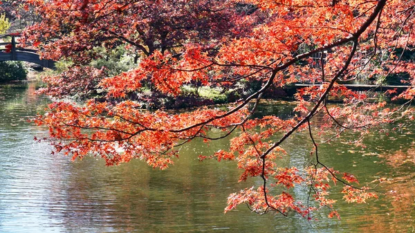 Japanese Maple Tree.