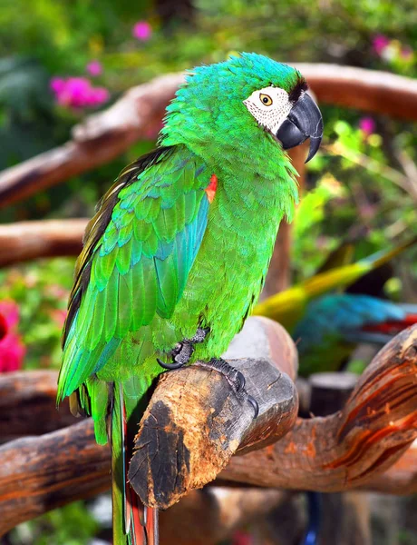 Yeşil Amerika papağanı papağan. — Stok fotoğraf
