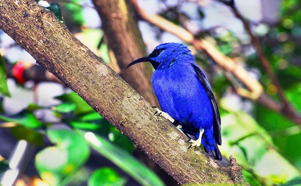 Uccello abbastanza blu . — Foto Stock