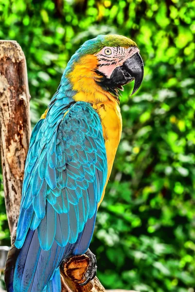 Guacamayo bonito pájaro . —  Fotos de Stock