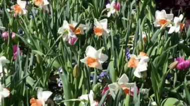 Bahar zaman çiçek parkta.