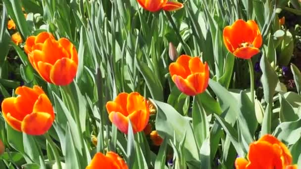 Lentebloemen Tijd Het Park — Stockvideo