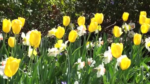 Spring Time Flowers Park — Stock Video