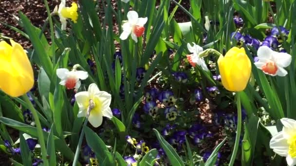 Lentebloemen Tijd Het Park — Stockvideo