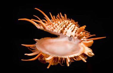 Turuncu dikenli istiridye kabuğu.