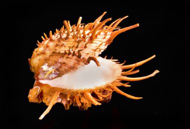 Turuncu dikenli istiridye.