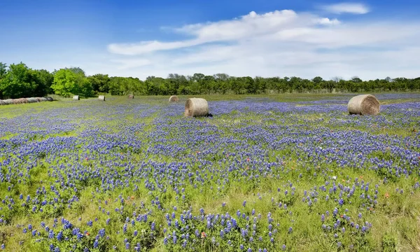 Texas bluebonnets in farm field.