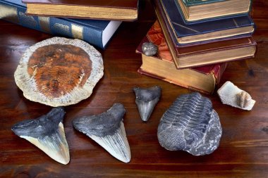 Trilobites and Megalodon Shark Teeth. clipart