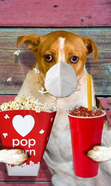 顔のマスクを身に着けている間 赤い毛の子犬は映画で軽食や飲み物を持っています — ストック写真