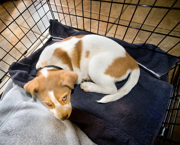 Mignon Talonneur Rouge Chiot Reposant Dans Caisse — Photo