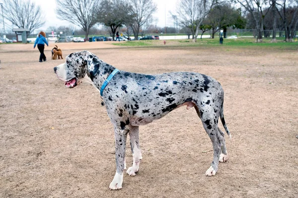 Grand Chien Danois Regardant Grand Parc Canin — Photo