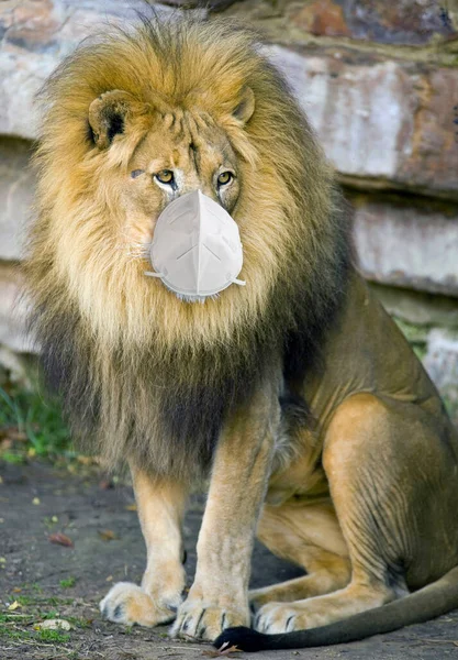 Большой Африканский Лев Маске N95 — стоковое фото
