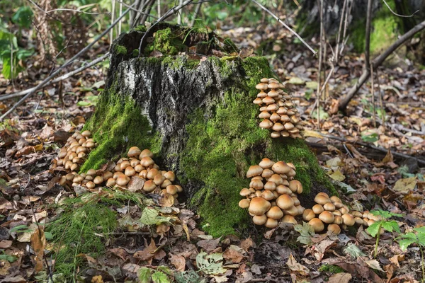 Una colonia di funghi che crescono su un vecchio tronco d'albero ricoperto di muschio — Foto Stock