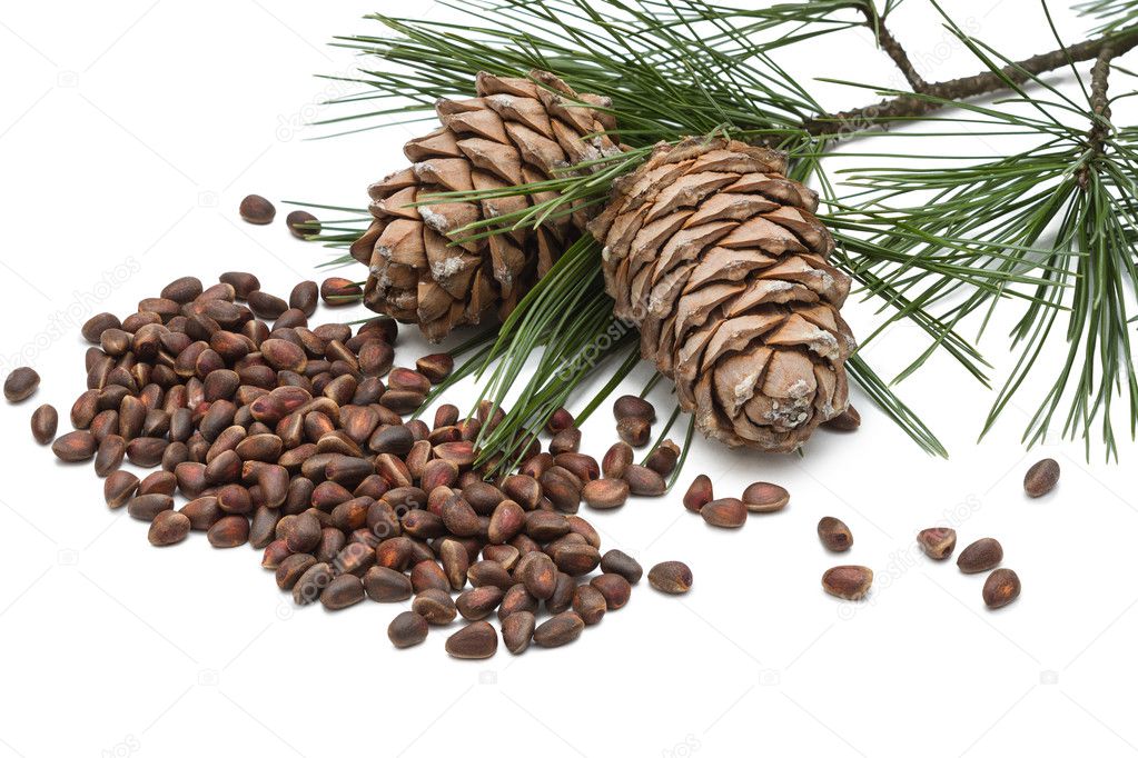 cedar nuts and cedar  cones