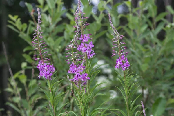 Pink fireweed (blooming sally) flowers in field — Stock Photo, Image