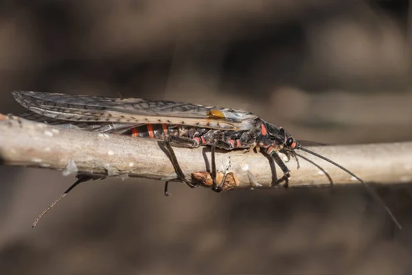 Insetto "plecoptera" su un ramo da vicino — Foto Stock