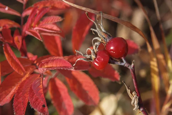 Rote borstige Föten auf einem Hintergrund aus roten Blättern — Stockfoto