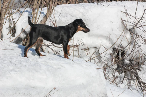 Jagdterrier in passeggiata nel bosco invernale — Foto Stock