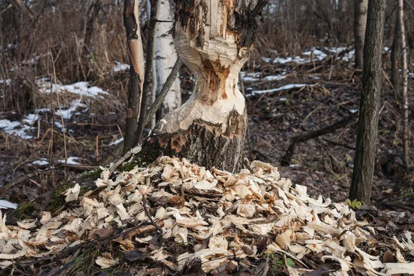 The beavers gnawed  tree  trunk in forest — Stock Photo, Image