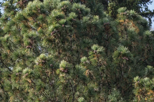 De Siberische ceder en kegels opknoping op het — Stockfoto