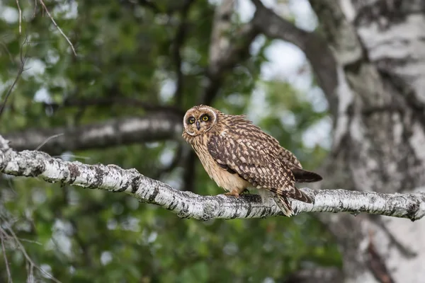 Hibou des marais dormant sur une branche — Photo