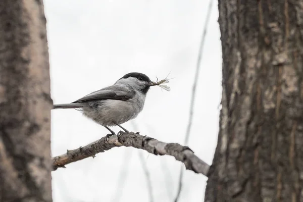 Sauce Tit (Parus montanus ) —  Fotos de Stock