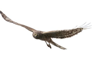 Kuzey Harrier (Circus cyaneus) erkek