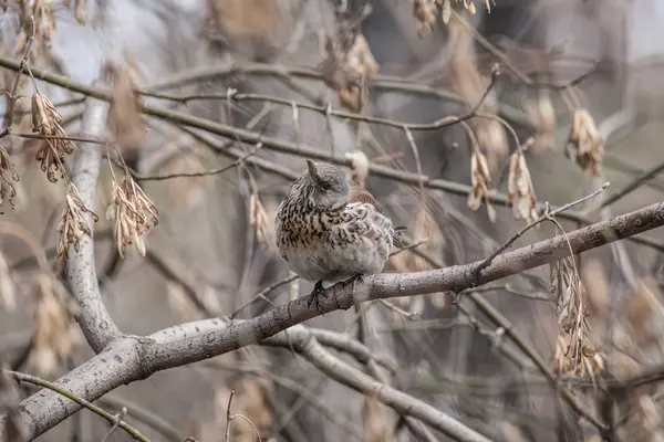 Fieldfare, (Turdus pilaris) est assis sur une branche — Photo