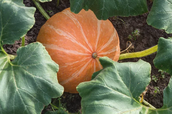 Oranžové dýně, rostoucích v zahradě — Stock fotografie