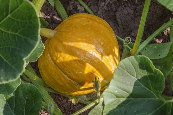 Жовті гарбузи, що ростуть в саду — стокове фото