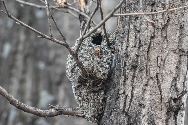 Uzun kuyruklu titmouses bir ağaç üzerinde yuva — Stok fotoğraf