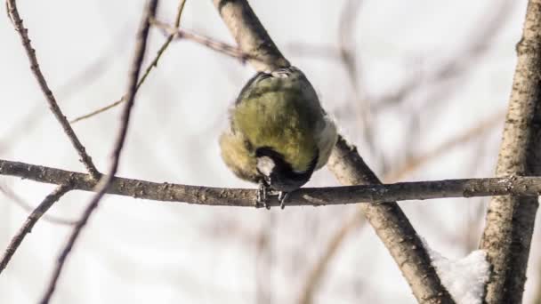 Горобець сидить на гілці дерева — стокове відео