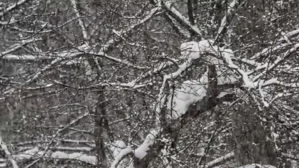 Nieve cayendo sobre el fondo de los árboles — Vídeo de stock