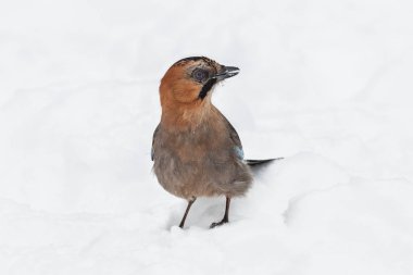 Beyaz kar üzerinde oturan Jay (Garrulus glandarius)