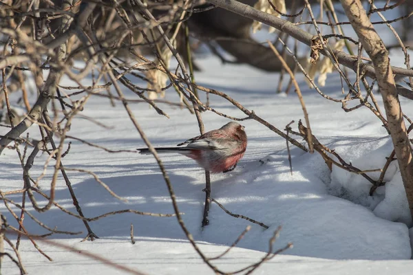 Rosefinch ekor panjang duduk di cabang semak-semak — Stok Foto