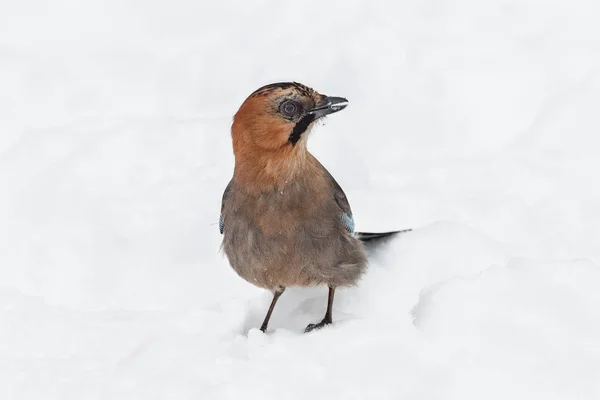 Jay (Garrulus glandarius)  sitting on the white snow — Stock Photo, Image