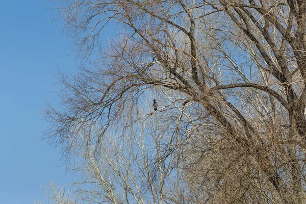 Harmaa varis istuu puussa odottamassa kevättä. — kuvapankkivalokuva