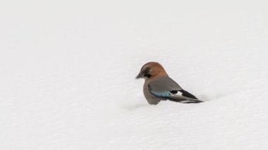 Jay beyaz kar üzerinde atlama (Garrulus glandarius)