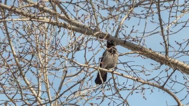 Un cuervo se sienta en una rama de árbol — Vídeos de Stock