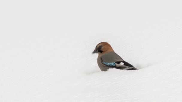 Jay (Garrulus glandarius) skákání na bílém sněhu — Stock video