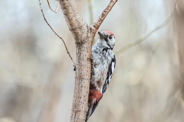 Middle Spotted Woodpecker — Stock Photo, Image