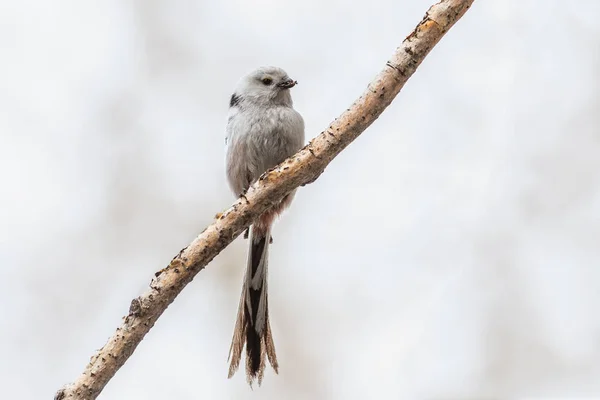 Long-tailed Tit sits on a branch with material for building a nest in the beak — Stock Photo, Image