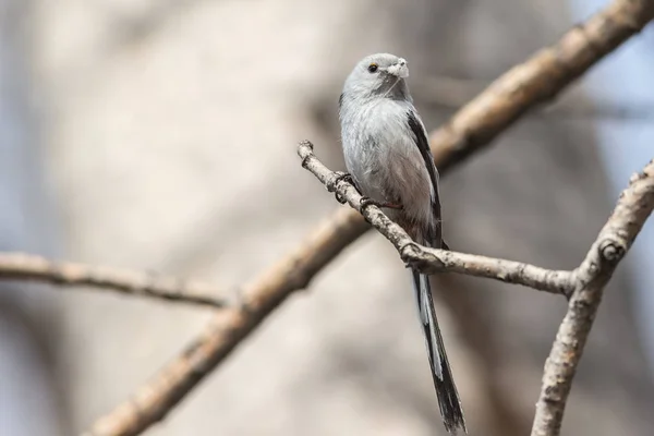 Long-tailed Tit se trouve sur une branche avec du matériel pour construire un nid dans le bec — Photo
