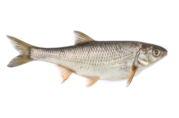 Piel de pescado, aislada sobre fondo blanco —  Fotos de Stock