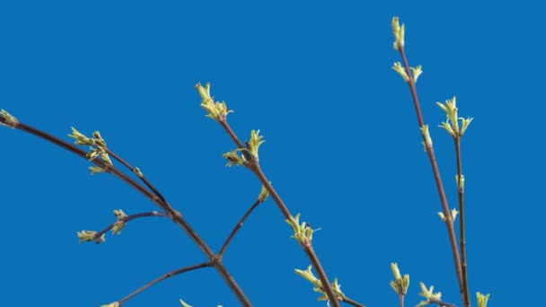 Bladeren van een esdoorn zijn ontslagen op een blauwe achtergrond — Stockvideo