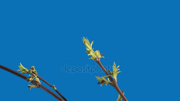 Leaves of a maple are dismissed on a blue background — Stock Video