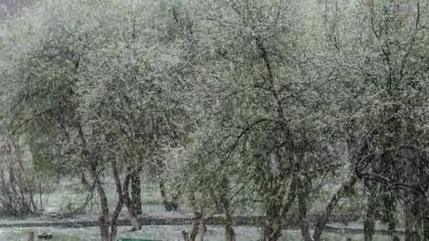 Неожиданно выпал снег на уже распущенные листья — стоковое видео