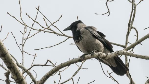 Серый ворон сидит на ветке — стоковое видео