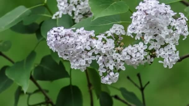 Flowers lilac swaying in the wind — Stock Video
