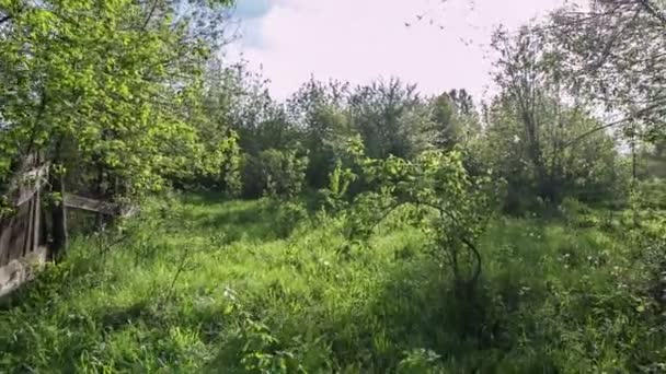 Overgrown with weeds abandoned garden — Stock Video